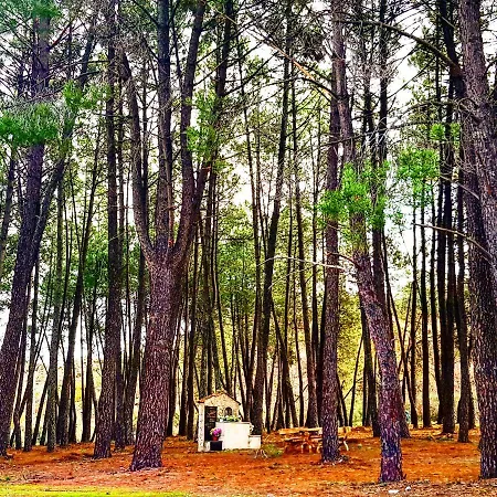 Branca Goncalves Belmonte (Castelo Branco)