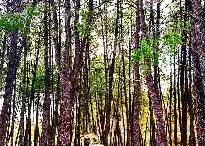 Branca Goncalves בלמונטה